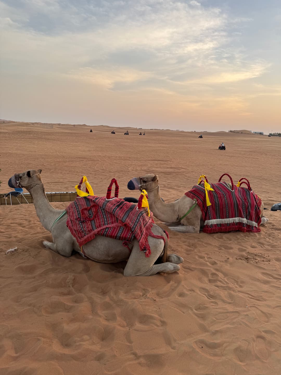 Camel in Desert